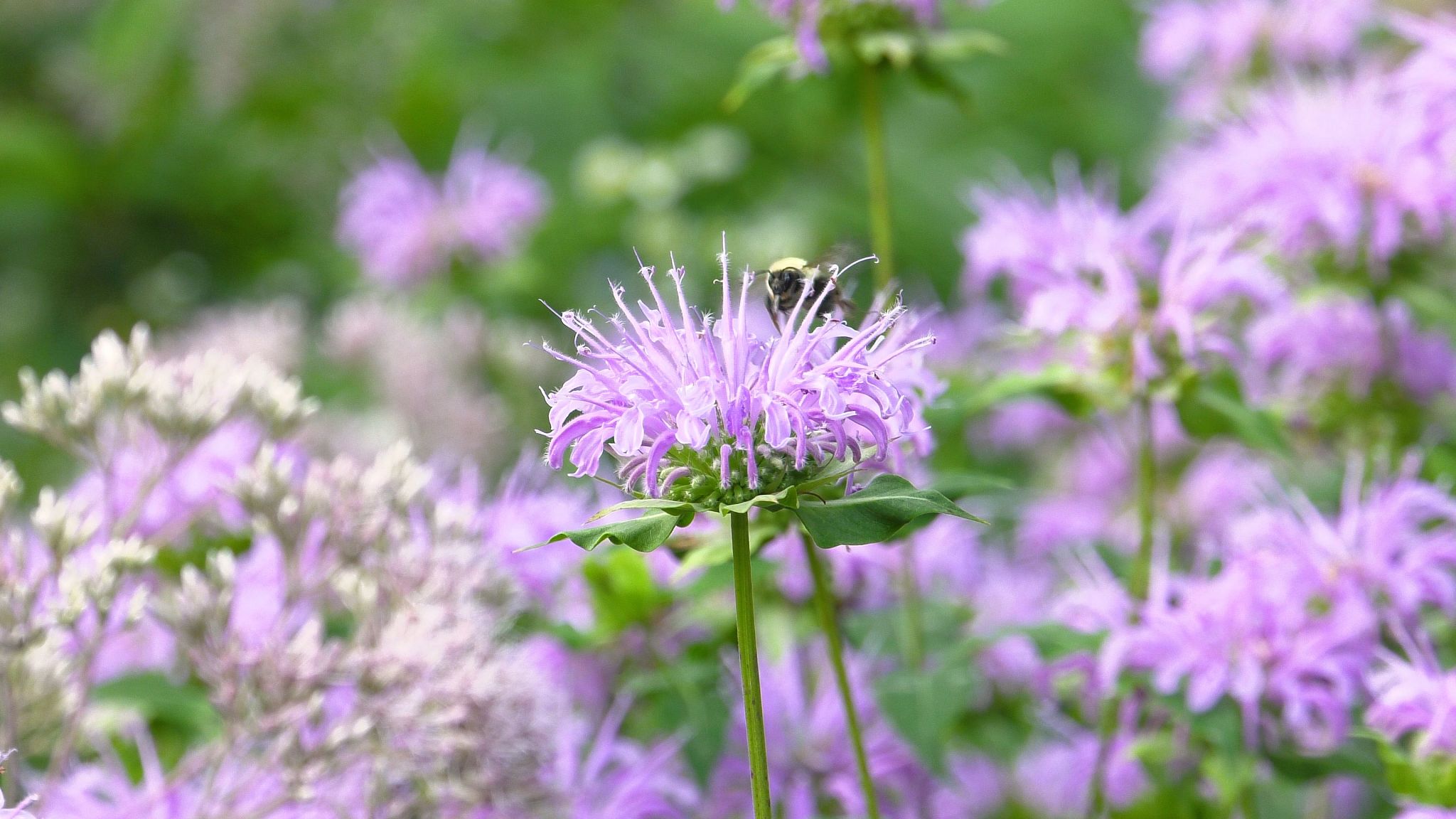 Wild Bergamot flower in focus with a bee on top