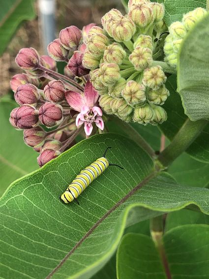 monarch caterpillar