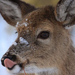 usfws-white-tailed-deer-snow_sq.jfif
