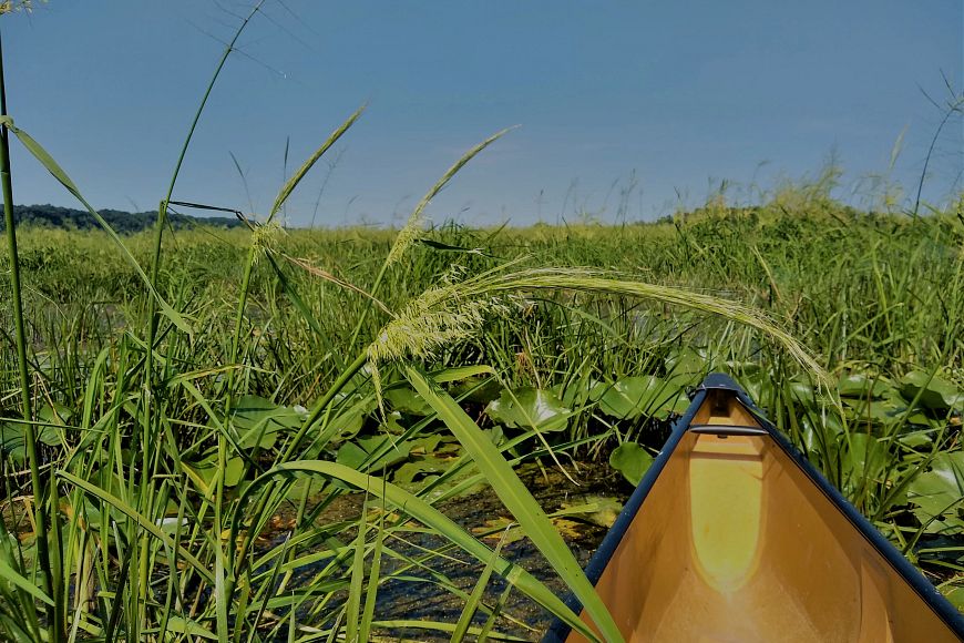 A view of a wild rice water body from the front of a canoe.
