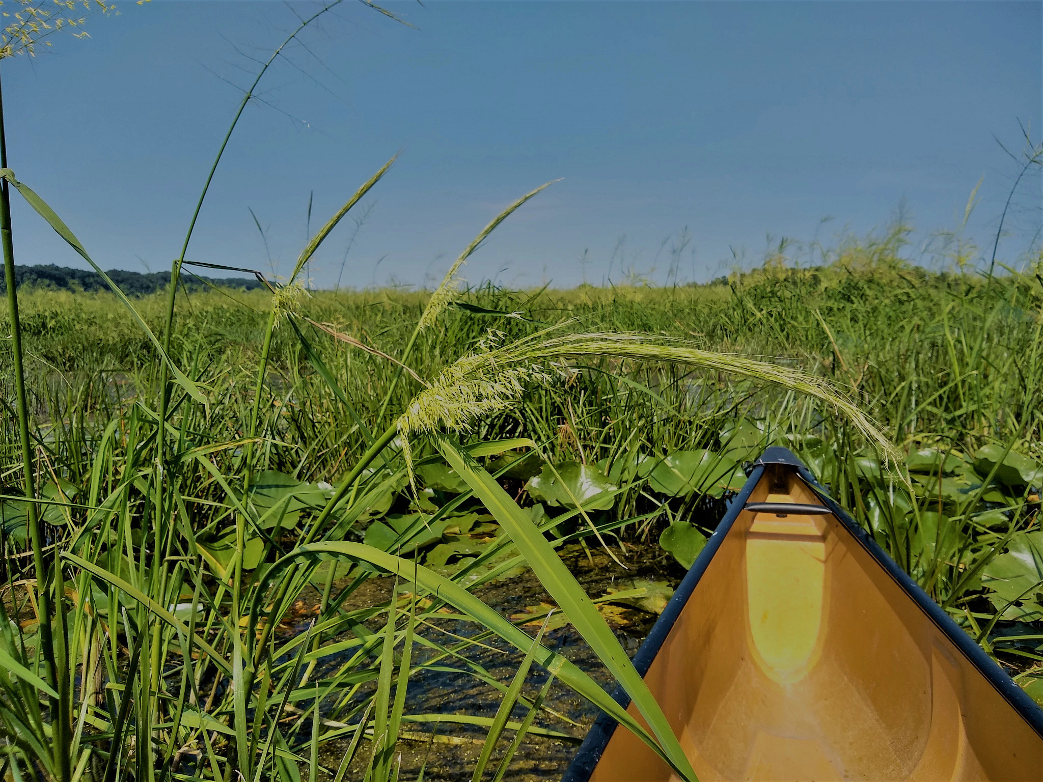 The tip of a boat is visible in a field of marshy wild rice. 