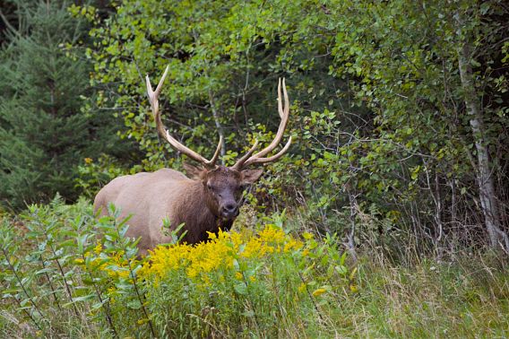 A large elk stands in the middle of a wooded area.