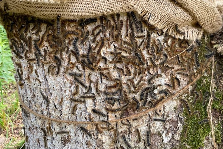 spongy moth larvae on a tree trunk