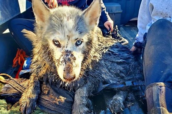 muddy dog