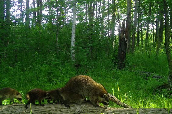 A family of raccoons on a log in the forest.