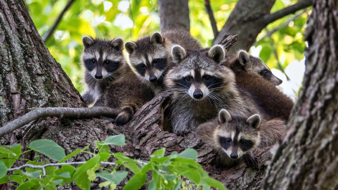 family of five raccoons on a tree