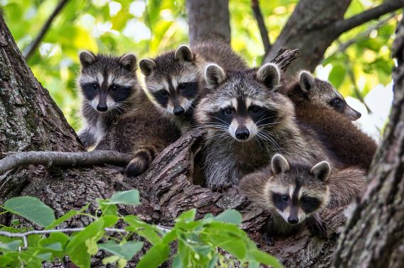 Several baby raccoons, known as kits, sitting on a tree branch. 