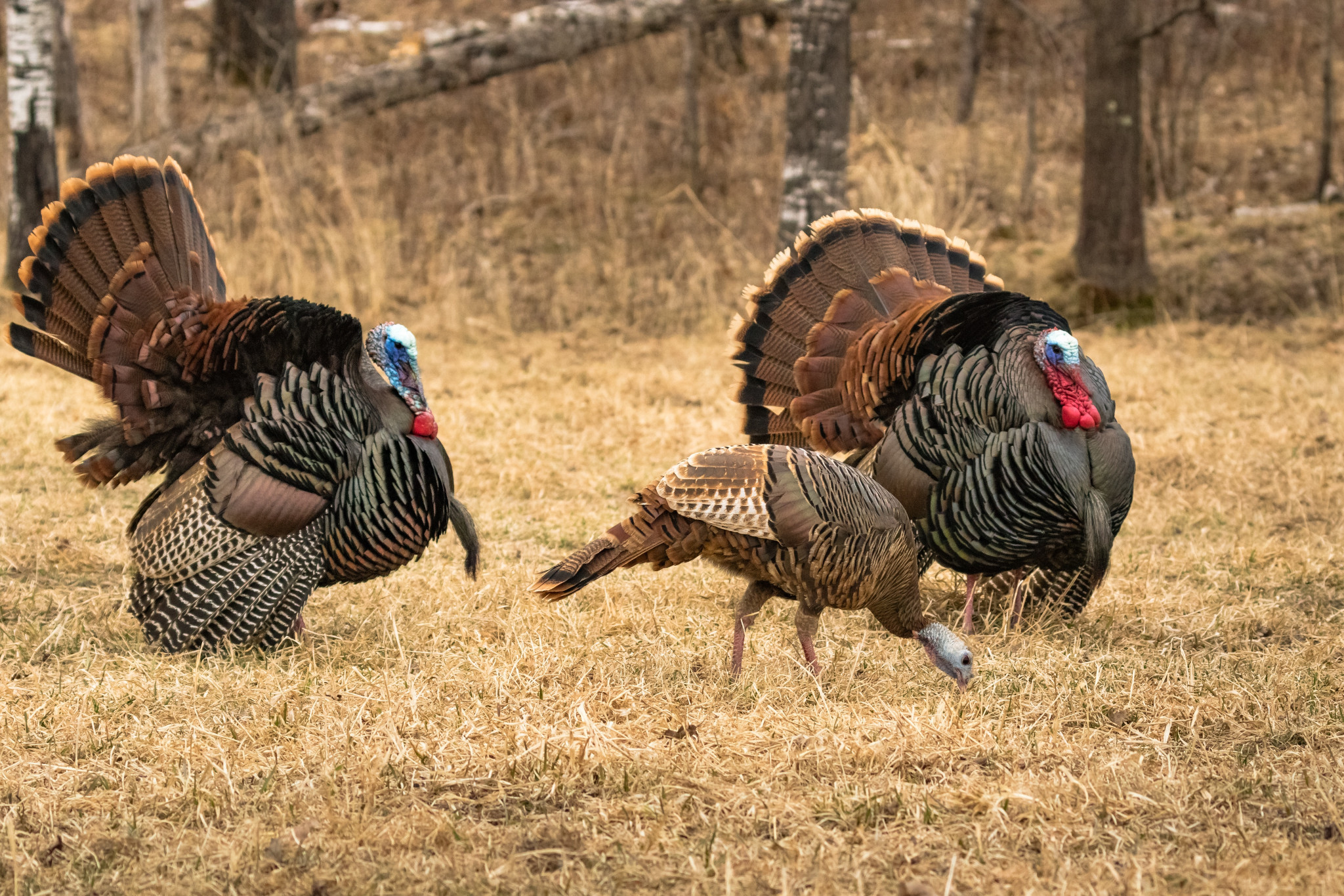 Fall Turkey Harvest Numbers And Permit Sales Increased In 2020