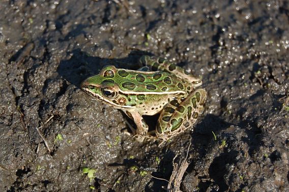 A green leopard frog sits on a muddy trail.