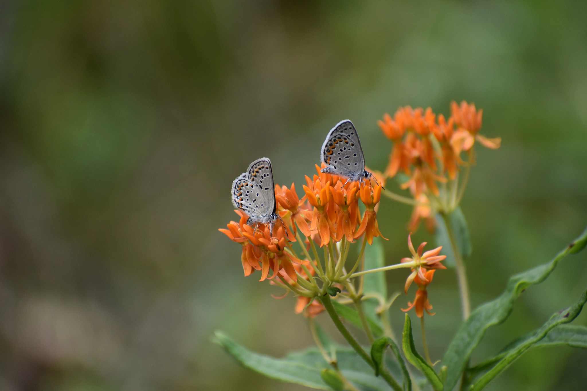 two Karner blue butterflies on an orange flower