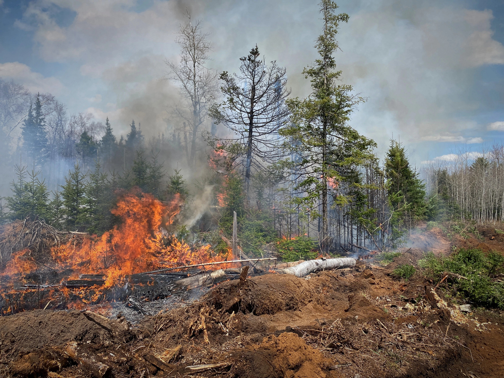 A wildfire burns in a swampy area featuring tall pines.