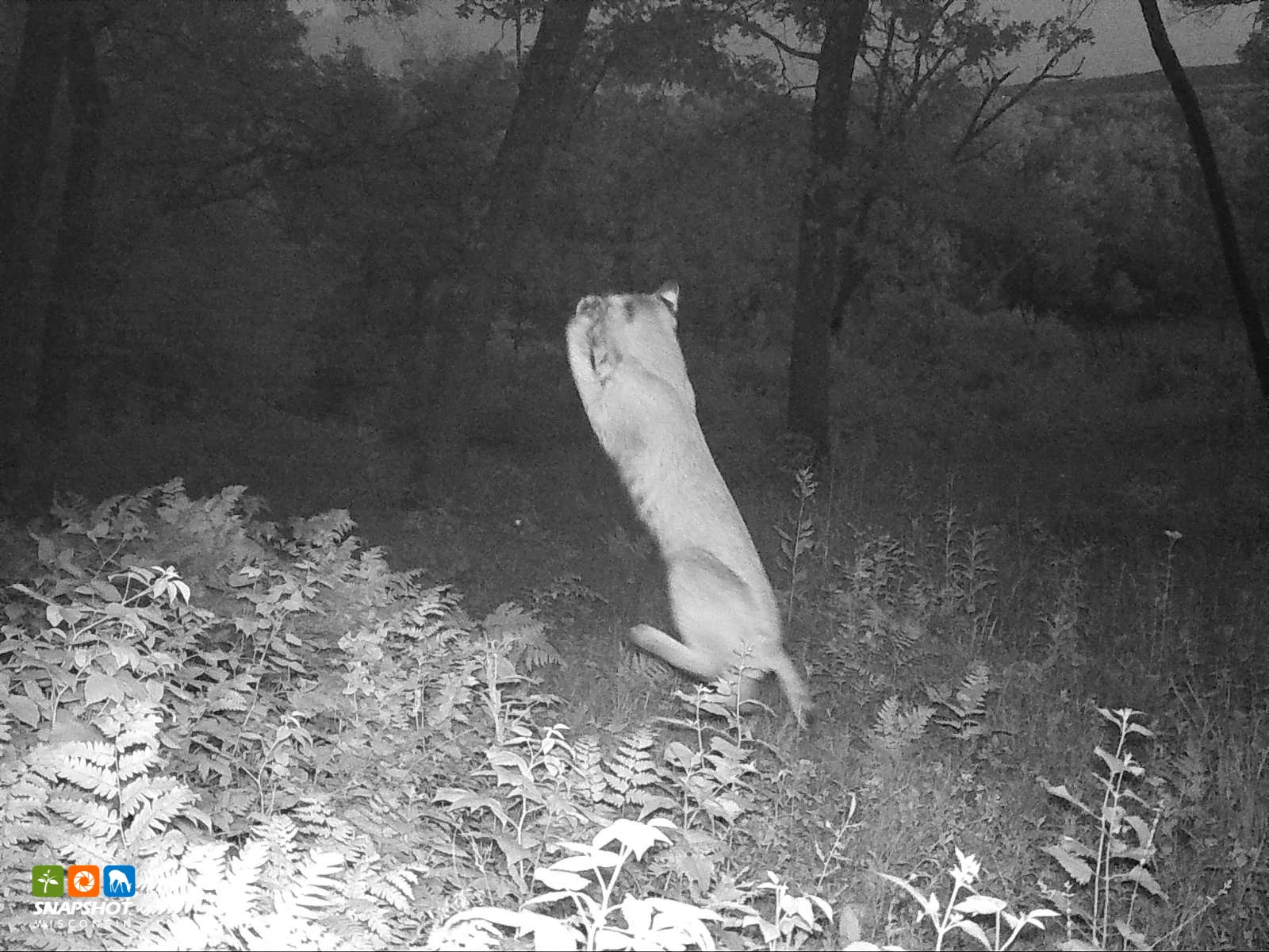 Bobcat_Iowa_26707032.jpg