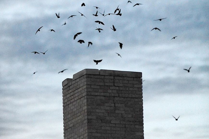 A group of chimney swift birds flies around a chimney in the evening, ready to roost.