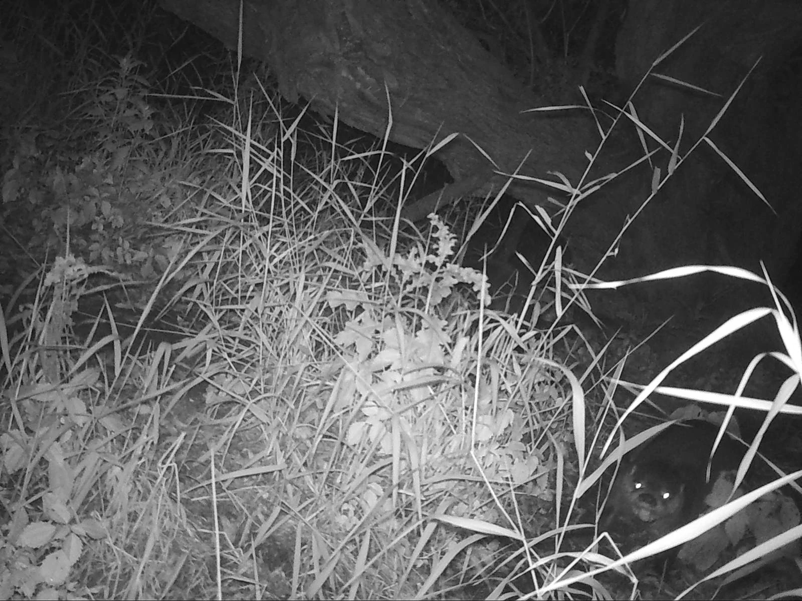 winno_otter_40260779.jfif