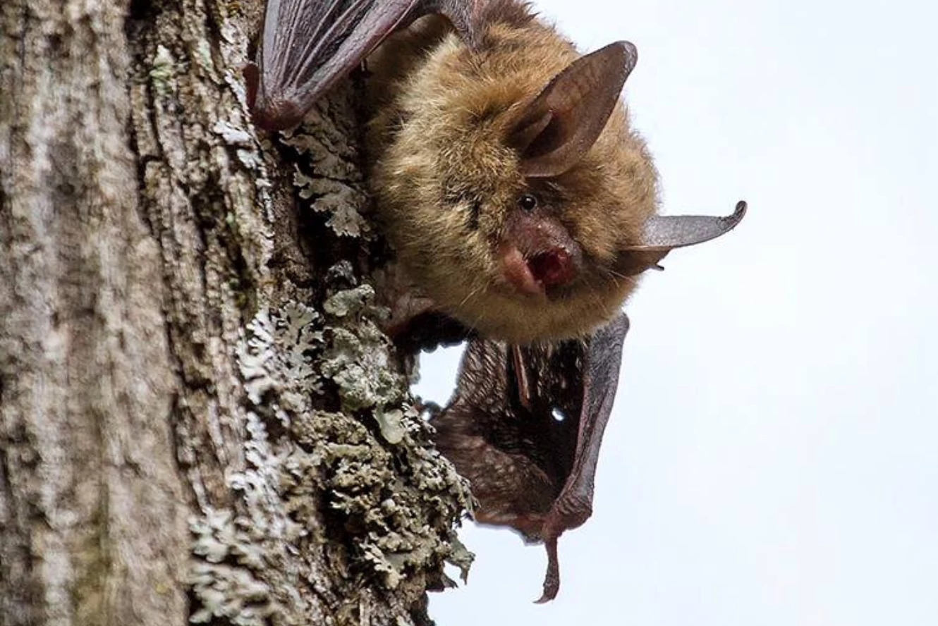 A single northern long-eared bat clings to a tree.