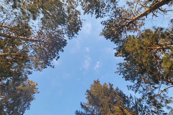 An upwards view of trees and blue sky at a cabin in Wautoma, WI.