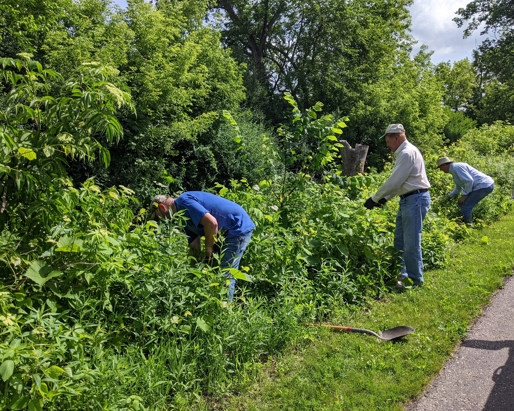 Three volunteers work on clearing invasives beside a road.