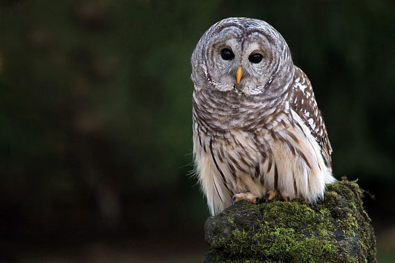 A barred owl sitting on a branch, staring straight ahead.