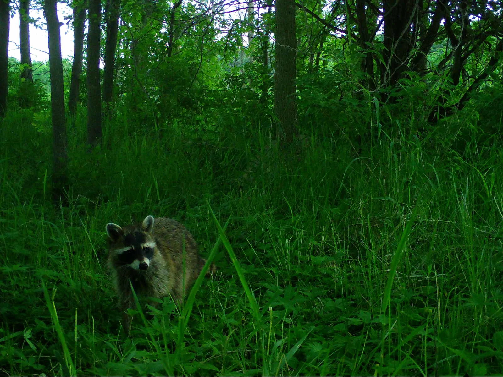 Critter Corner Raccoons Wisconsin DNR
