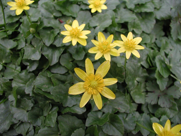 close up of yellow lesser celandine flower