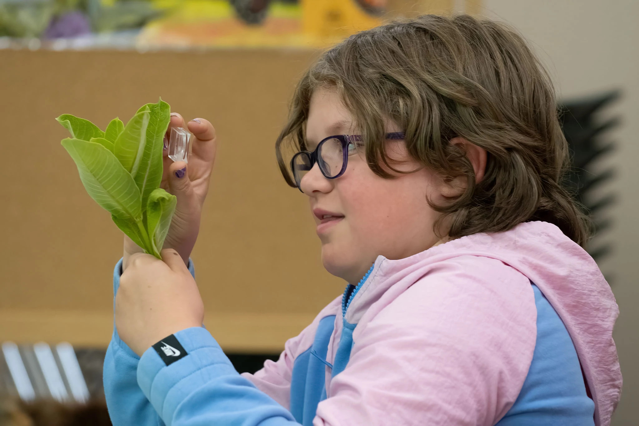 Girl looks through magnifying glass at milkweed leaves.