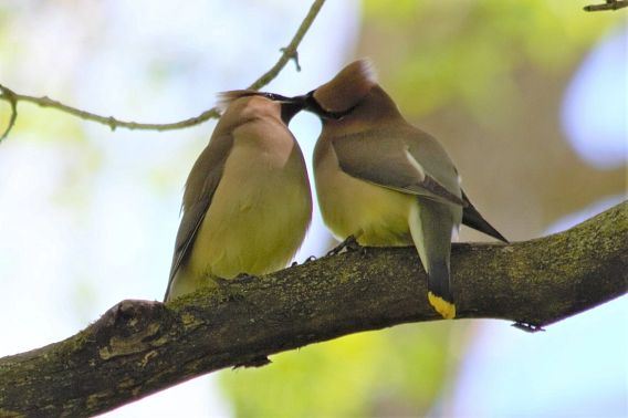 pair of cedar waxwings in a tree