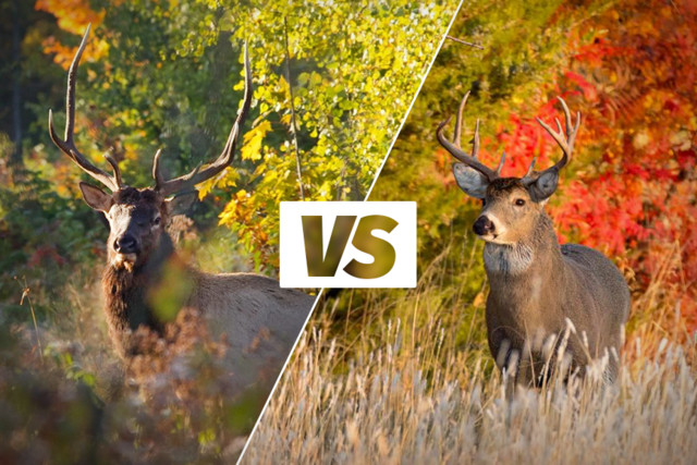 image of bull elk juxtaposed with image of buck to show differences