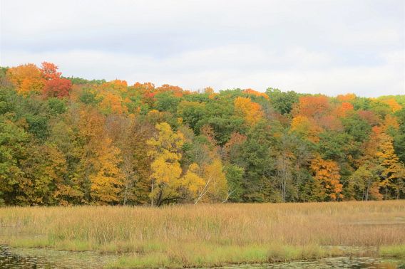 Storytime: Trees of Many Colors | Wisconsin DNR