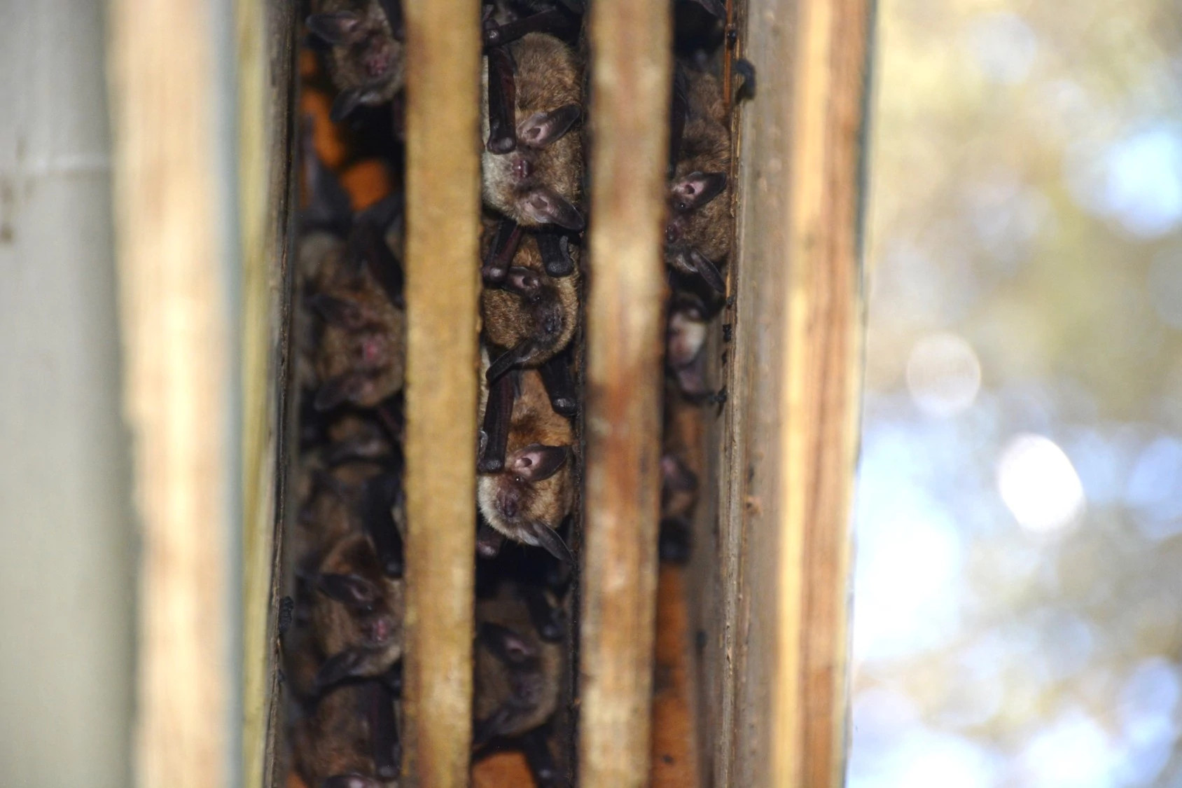 bats roosting in wooden structure in house