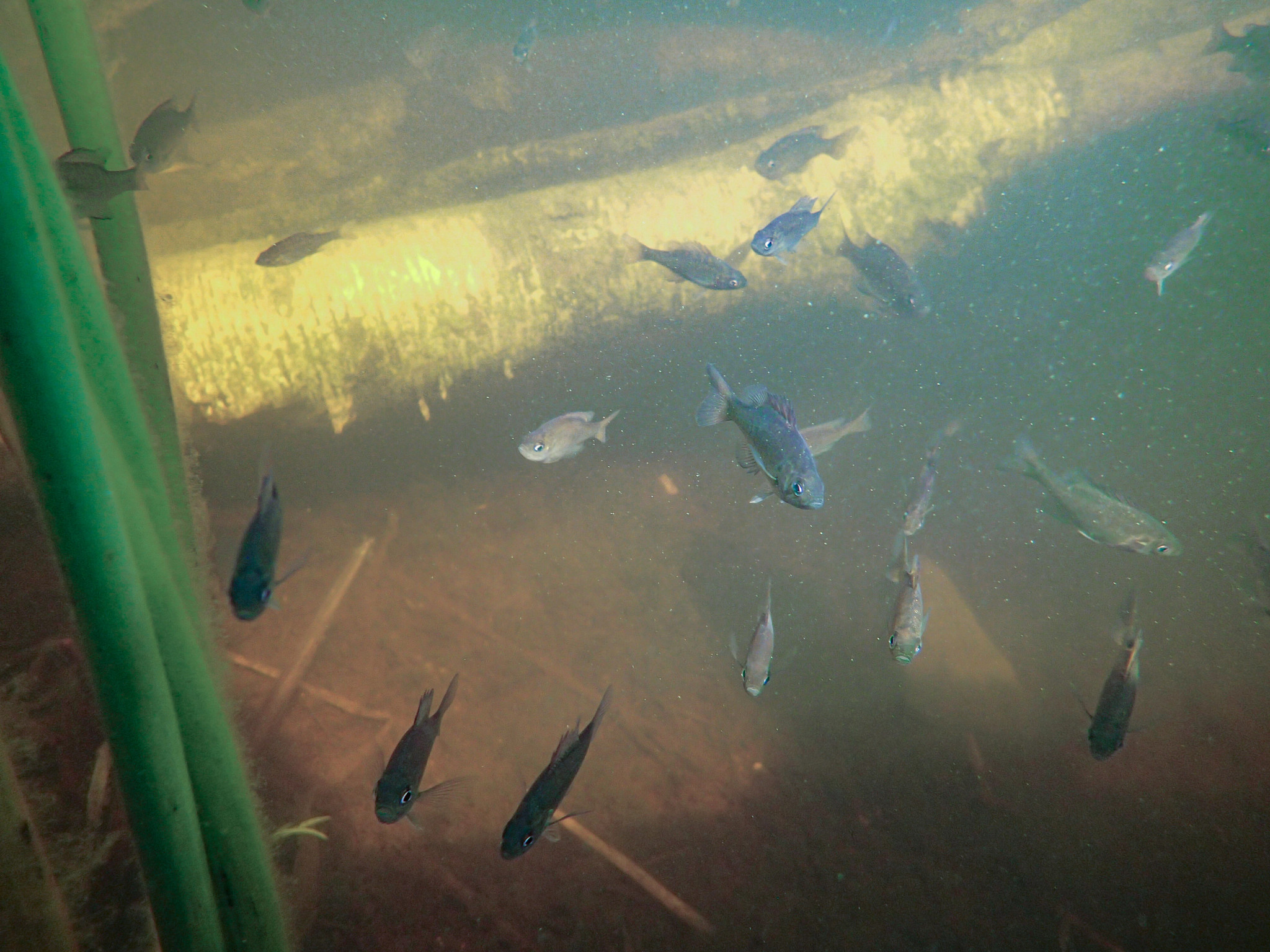 More than a dozen small fish gather around a submerged tree.