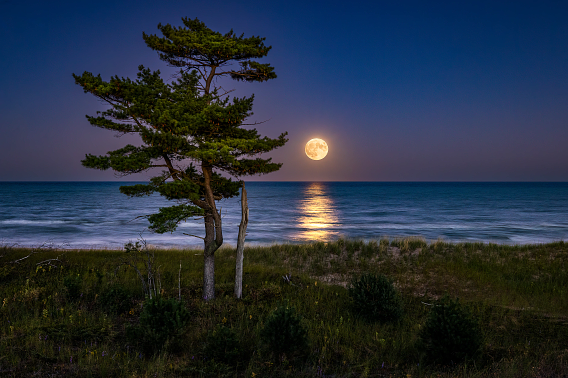 A huge moon casts a beam of light across the lake, stretching towards the sandy shoreline. A grizzled pine tree stands to the left of the moonbeam and moonlight illuminates beach grasses, flowers and shrubs on the beach.