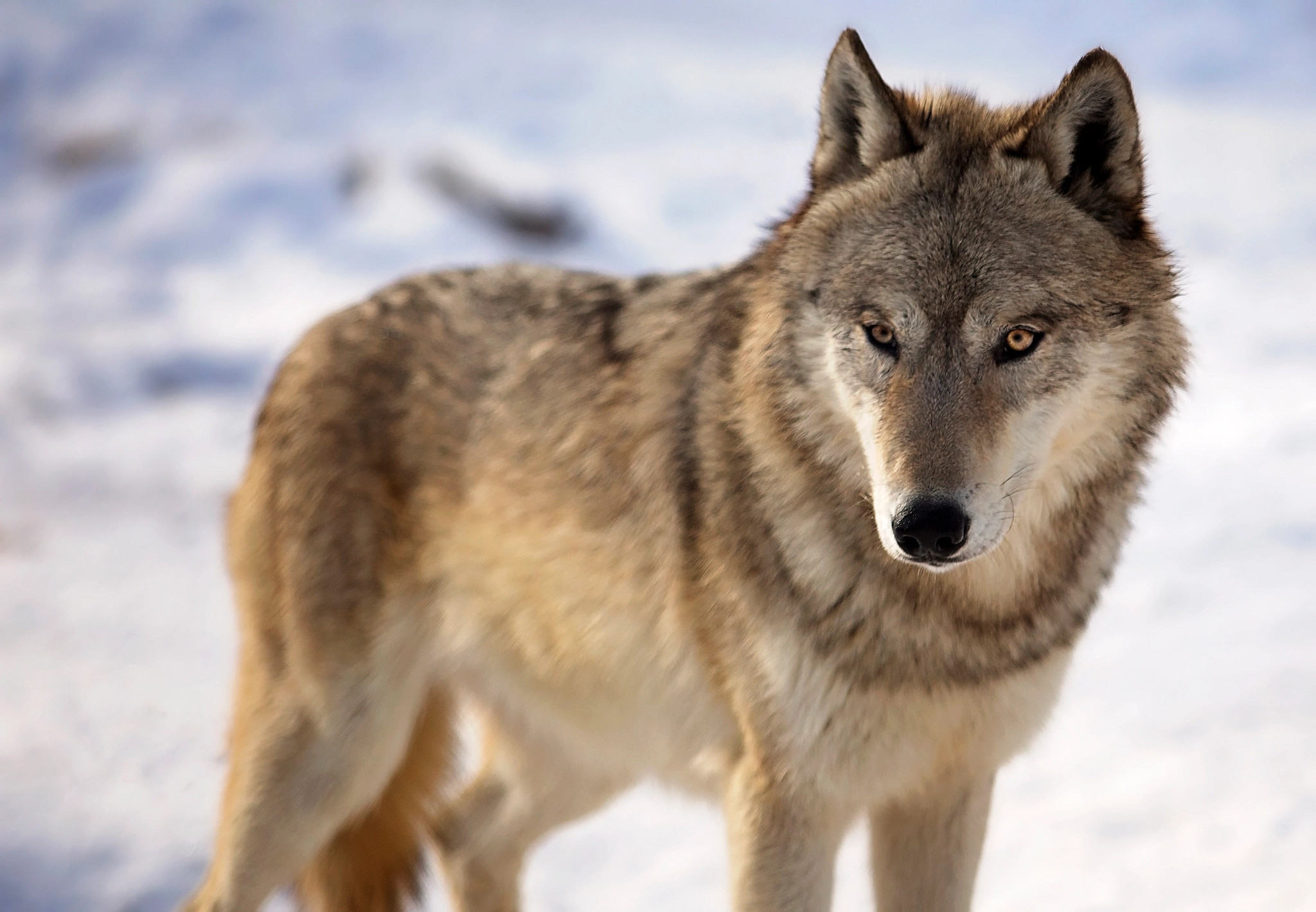 Close Up Image Of A Gray Wolf In Winter