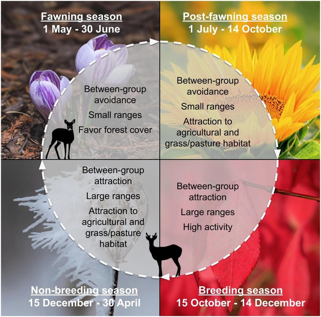 deer_seasonal_behaviors_gilbertson_et_al_2025.jpg