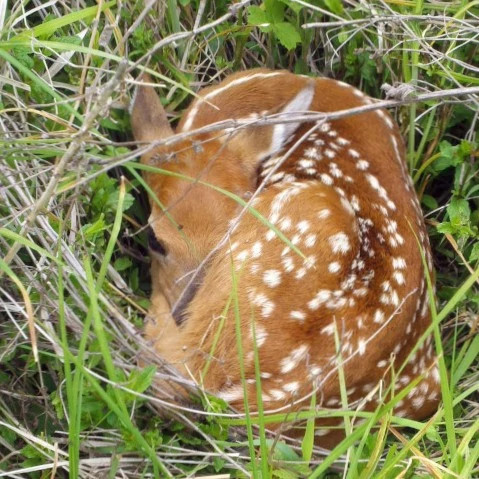 whitetailed-deer-fawn_sq.jpg