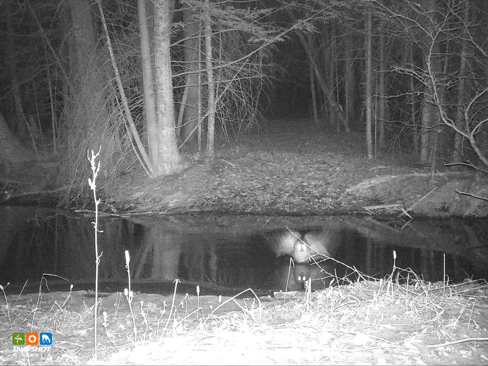 bird_owl_langlade_34087069.jpg