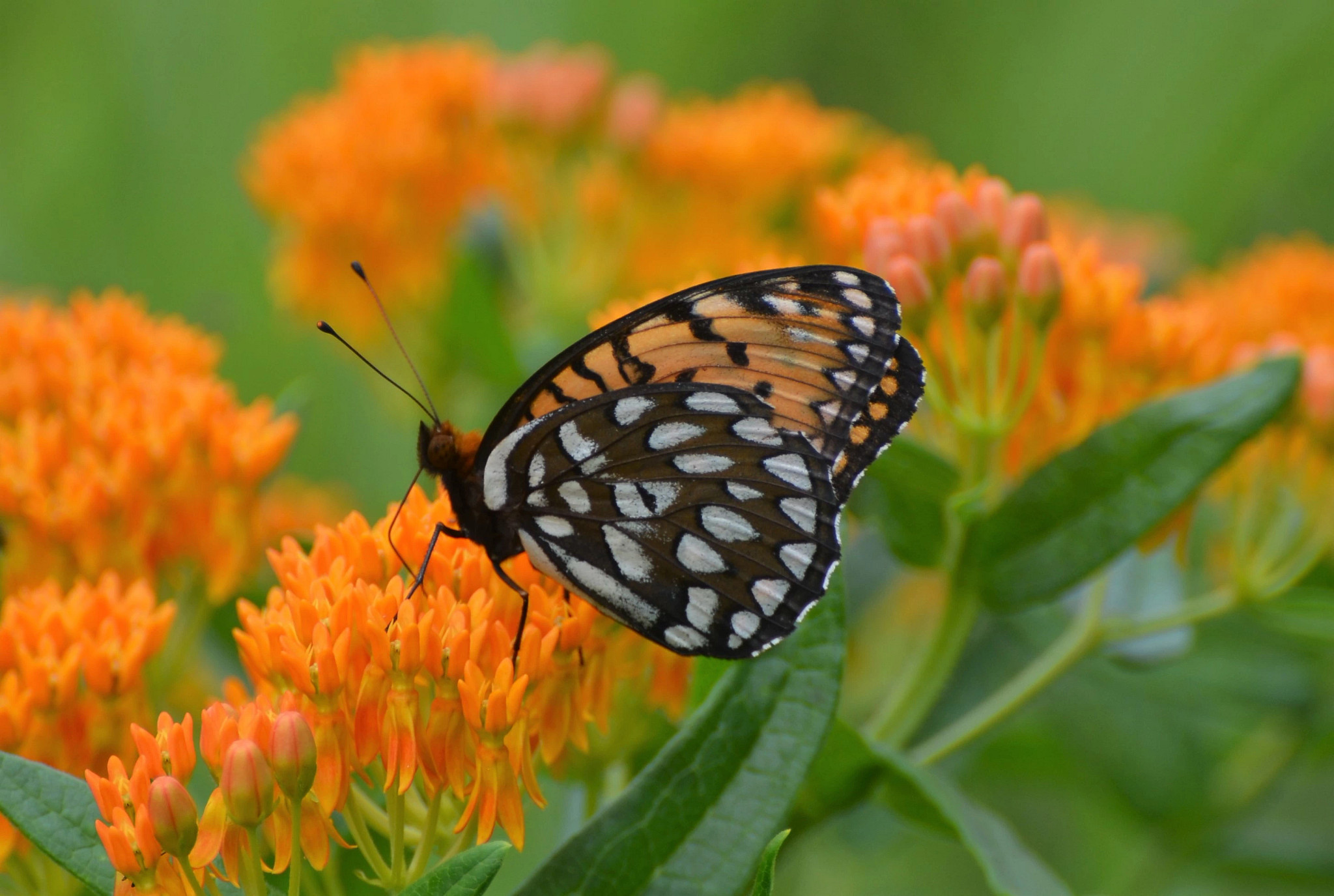 black, orange and white butterfly on an orange flower