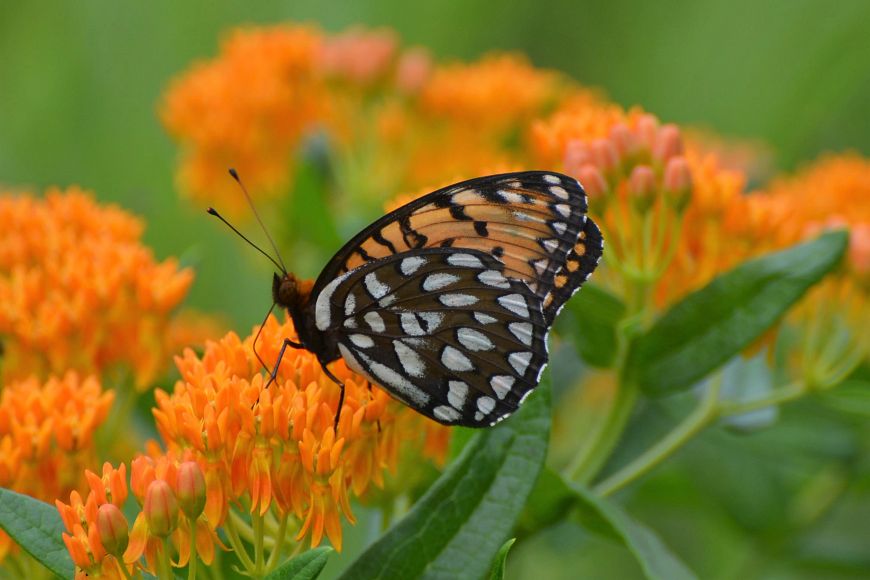 black, orange and white butterfly on an orange flower
