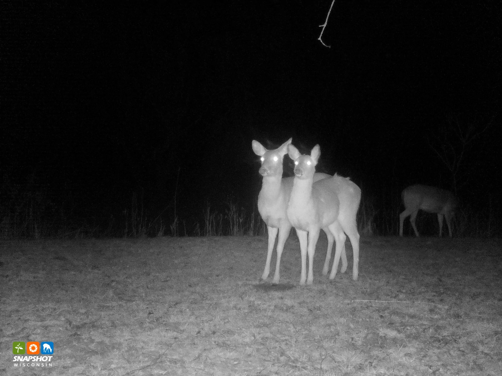deer_pierce_34514743.jpg