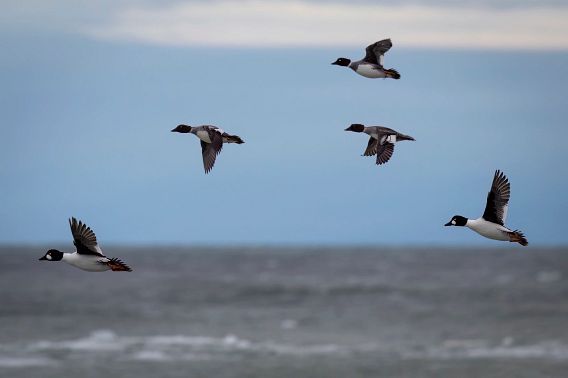 GW_FlockofGoldenEyesFlyingOver_2023.jpeg