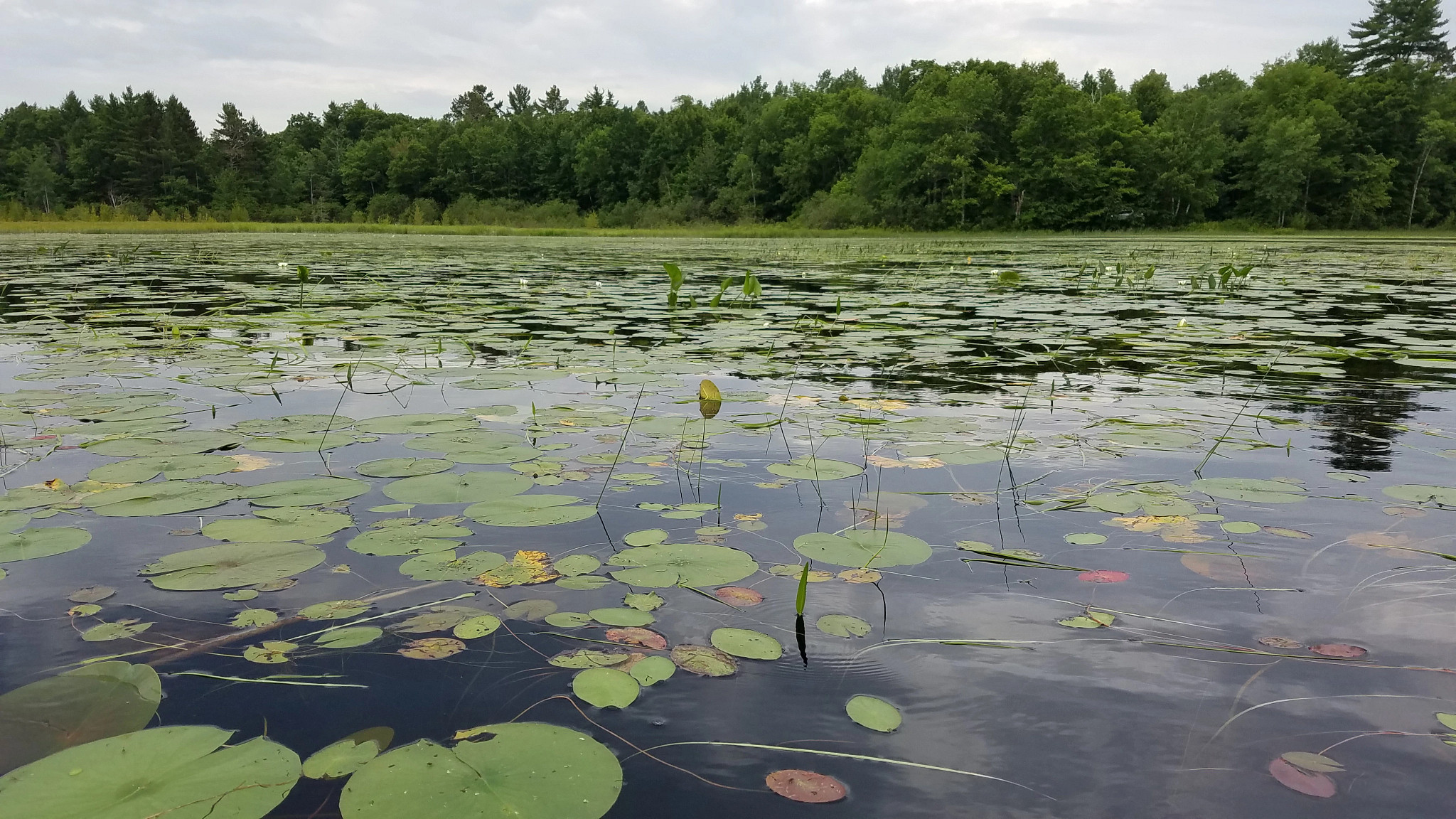 Emergent aquatic plants at Totagatic Lake and Forest State Natural Area.
