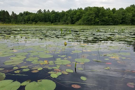 Emergent aquatic plants at Totagatic Lake and Forest State Natural Area.