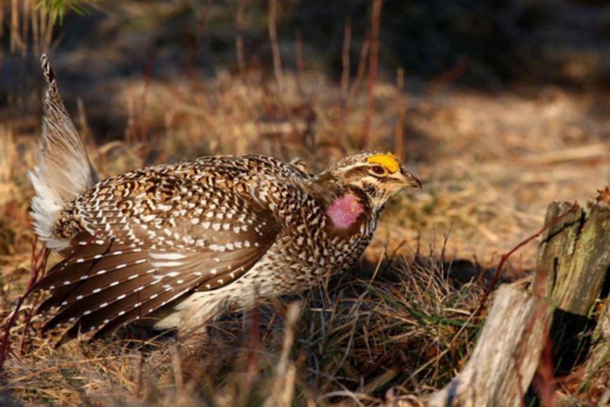A sharp-tailed grouse in a natural woodland setting, feathers detailed and tail fanned, walking amid scattered pine needles and twigs.