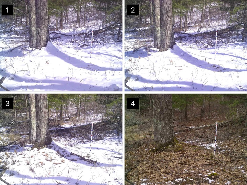 Snow_Stakes.jpg