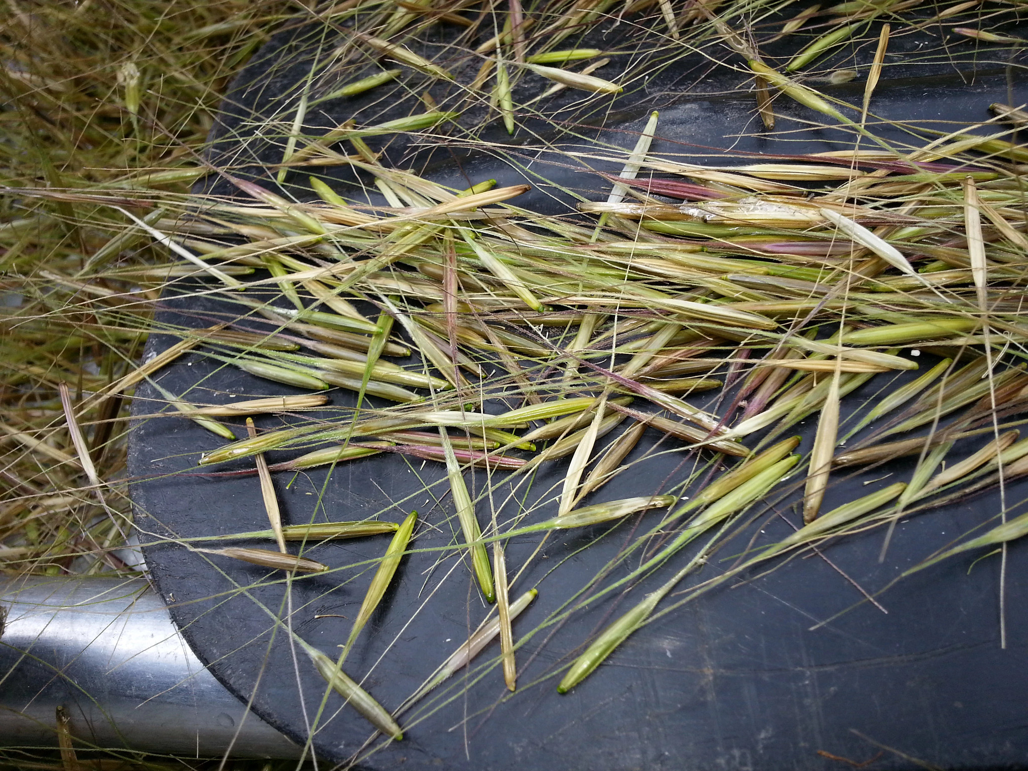 close view of harvested wild rice on a canoe paddle