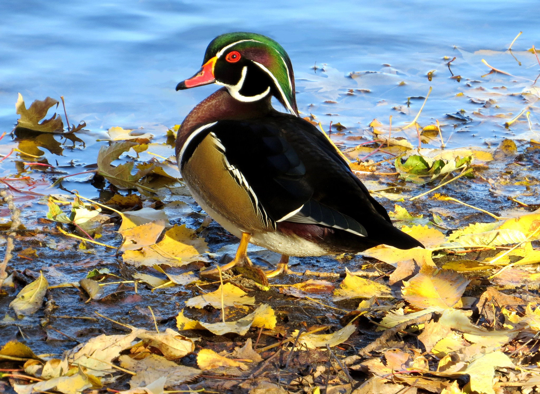 A male wood duck displays his brilliant plumage as he stands in the shallows of the Mississippi River among the golden autumn leaves scattered at his feet. He has a glossy green boxy, crested head, a red bill, red eyes, chestnut breast, buffy sides, dark back and wings, with white banding outlining his wings, neck and head.