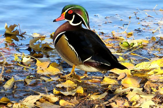 A male wood duck displays his brilliant plumage as he stands in the shallows of the Mississippi River among the golden autumn leaves scattered at his feet. He has a glossy green boxy, crested head, a red bill, red eyes, chestnut breast, buffy sides, dark back and wings, with white banding outlining his wings, neck and head.