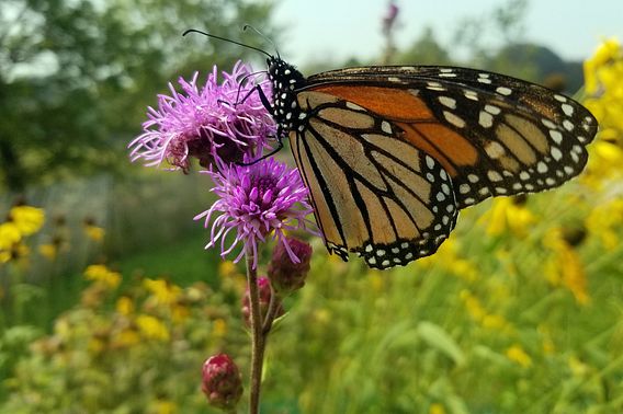 A monarch butterfly resting on light purple wild bergamot. 