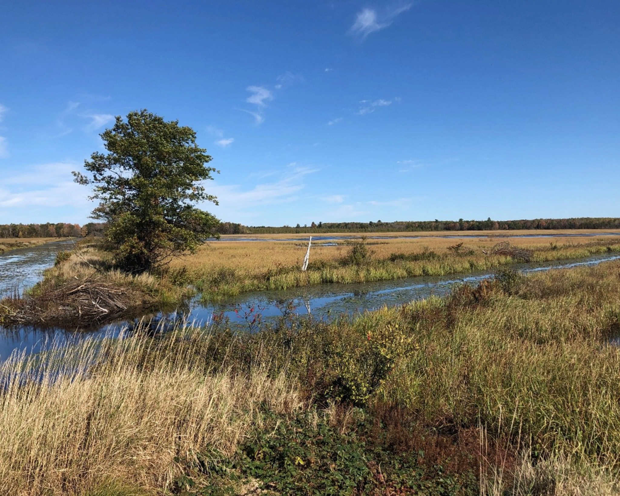A beautiful marsh under a blue sky. 