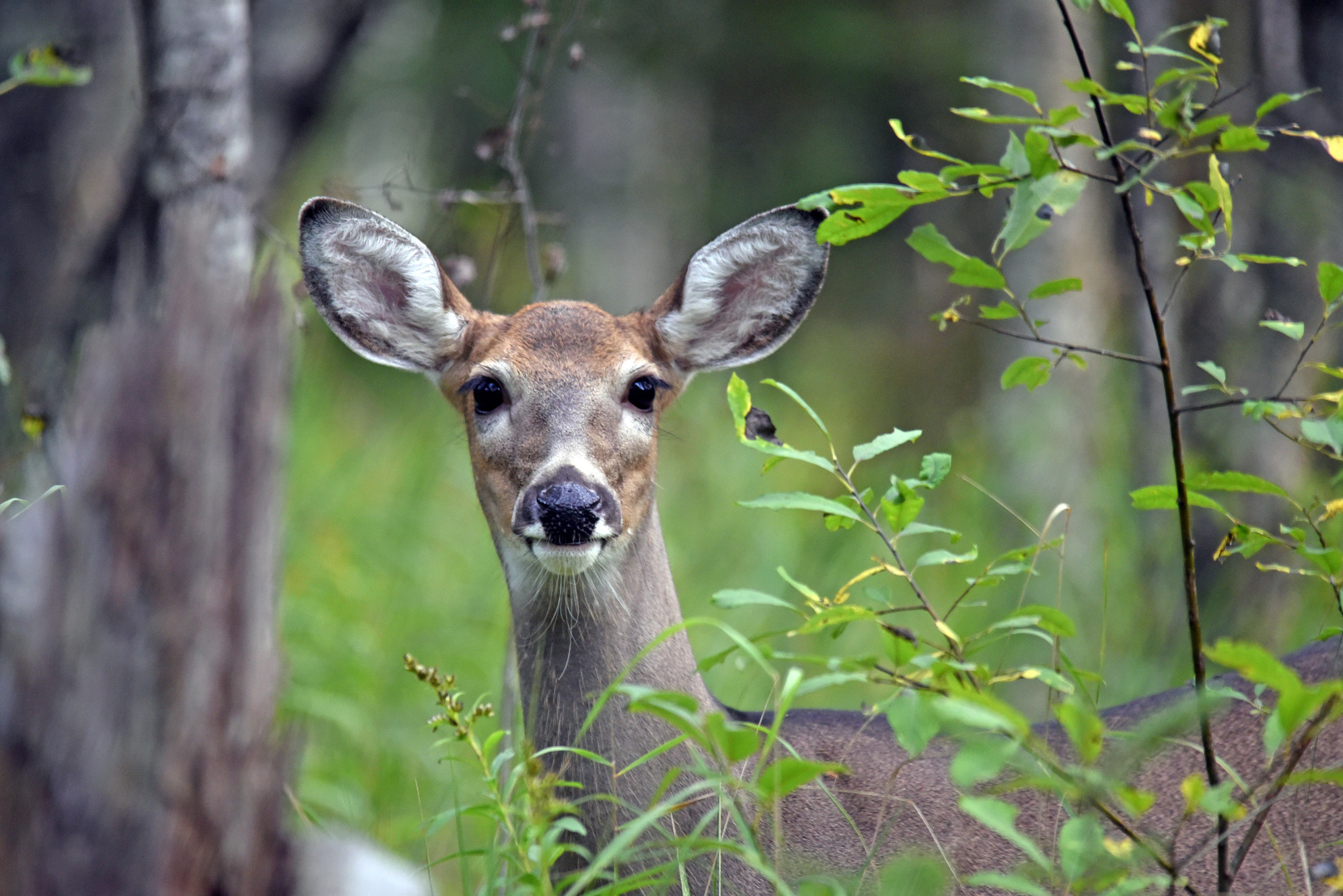 antlerless deer looks straight into camera from woody patch