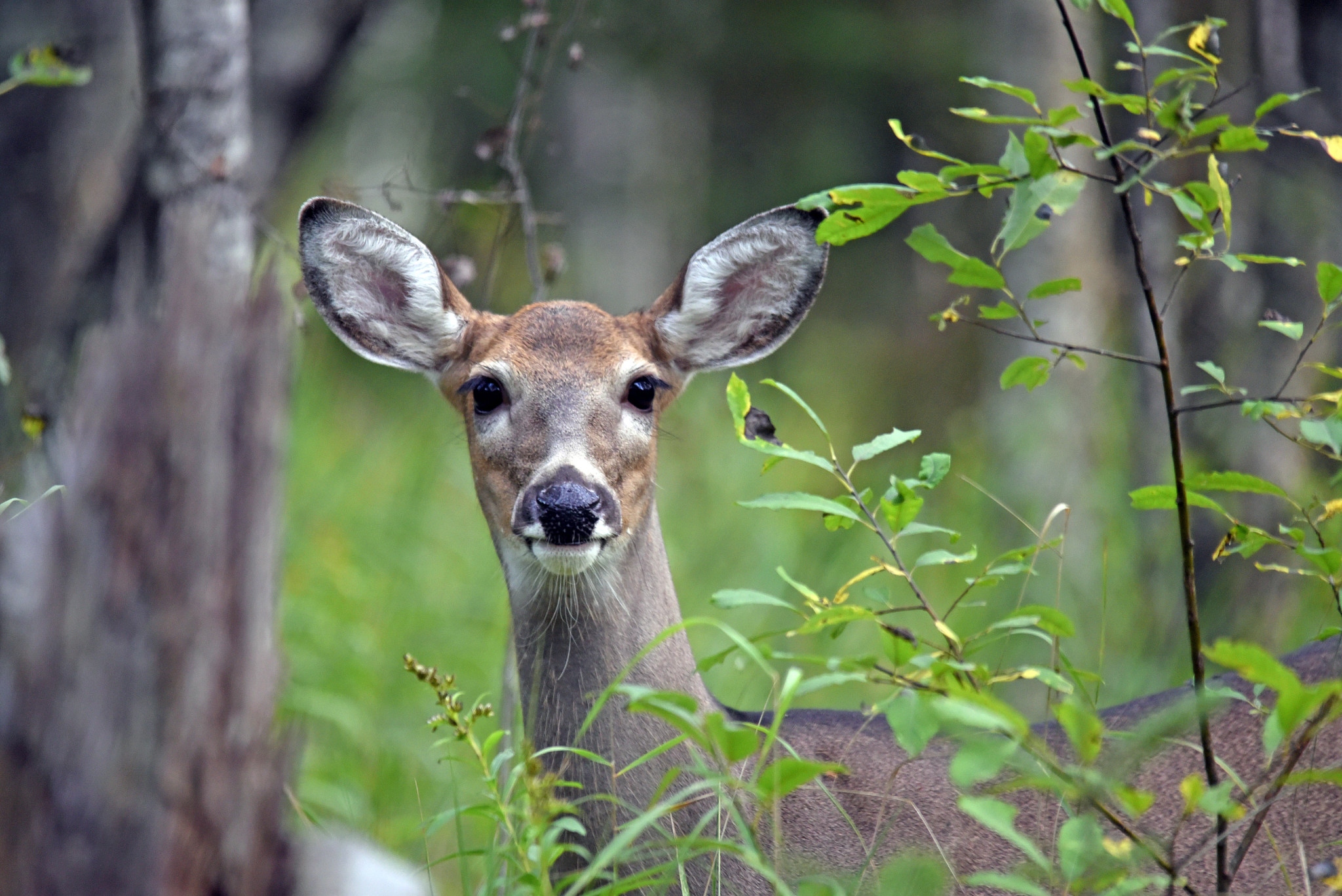 white tail deer